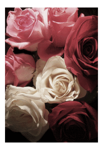 Roses - Vintage