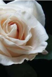 Rose, Ivory
