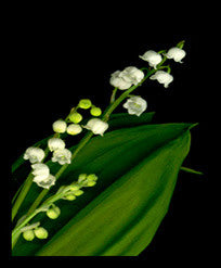 Lily of the Valley - Framed Image