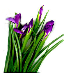 Irises, Blue