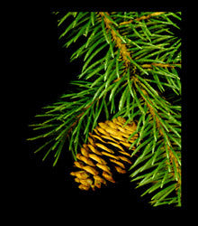 Pine & Cone - Framed Image