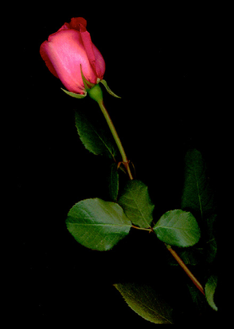 Rose Pink Long Stem