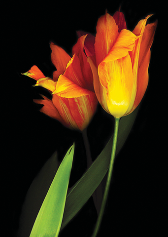 Tulips Lily
