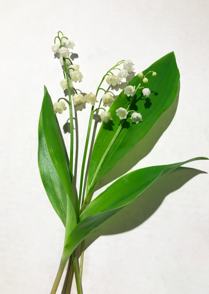 Lilly of the Valley Stem –