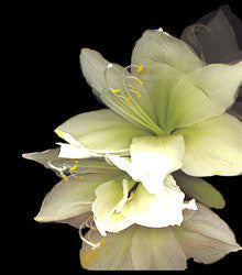 Amaryllis, White - Framed Image