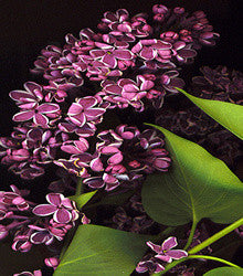 Lilac - Framed Image