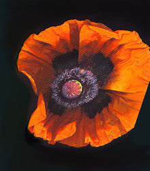 Orange Poppy - Framed Image