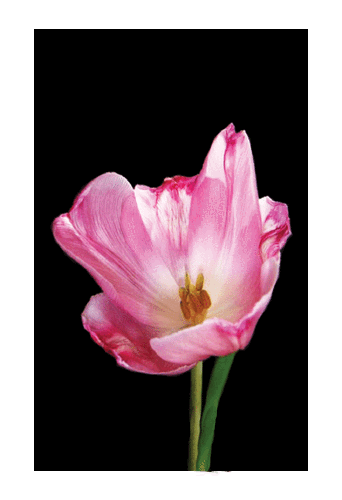 Tulip-Luminous
